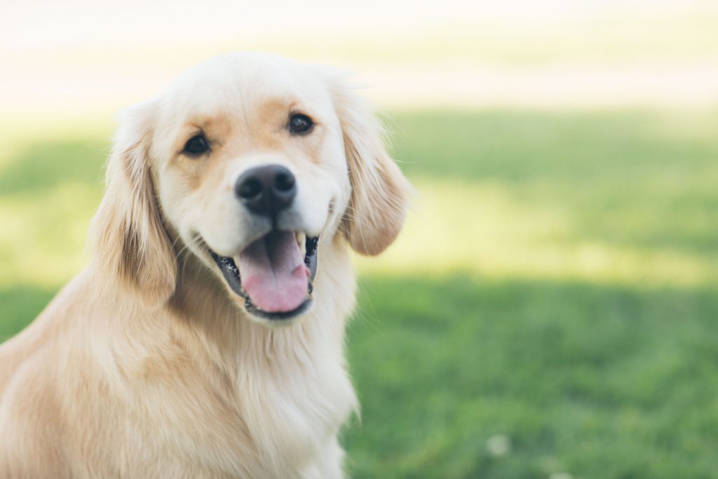 déménagement-avec-chien-comment-réussir