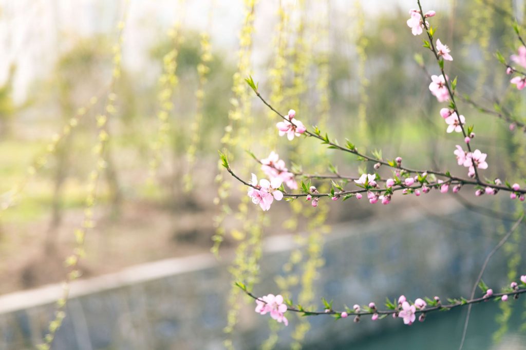 early spring image