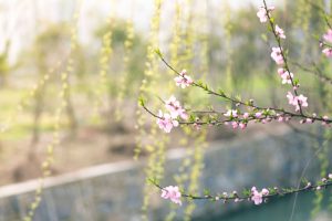 early spring image