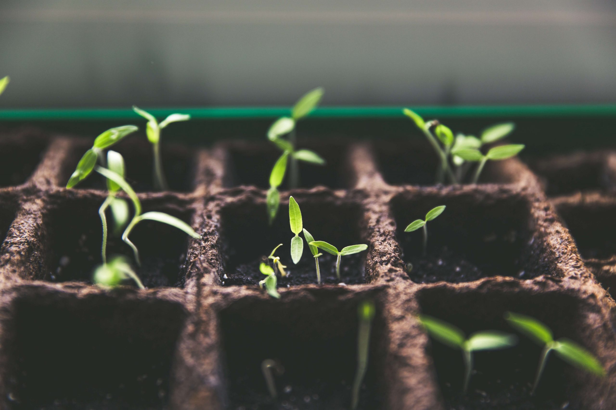 Tout savoir sur le potager