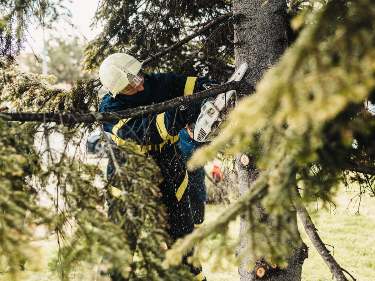 Tree Trimming