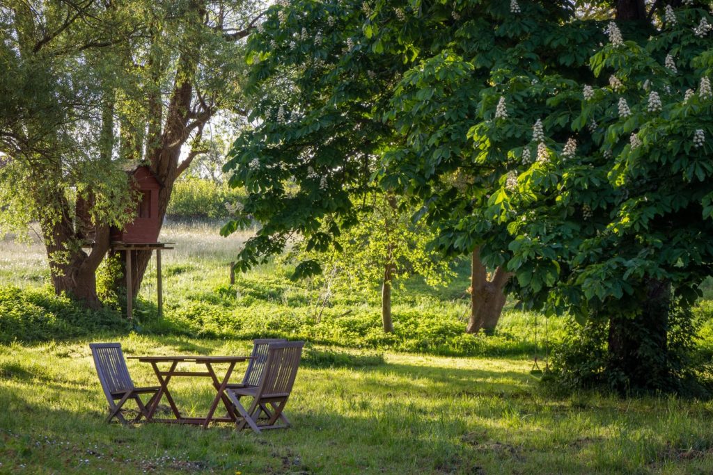 Tree cutting service backyard