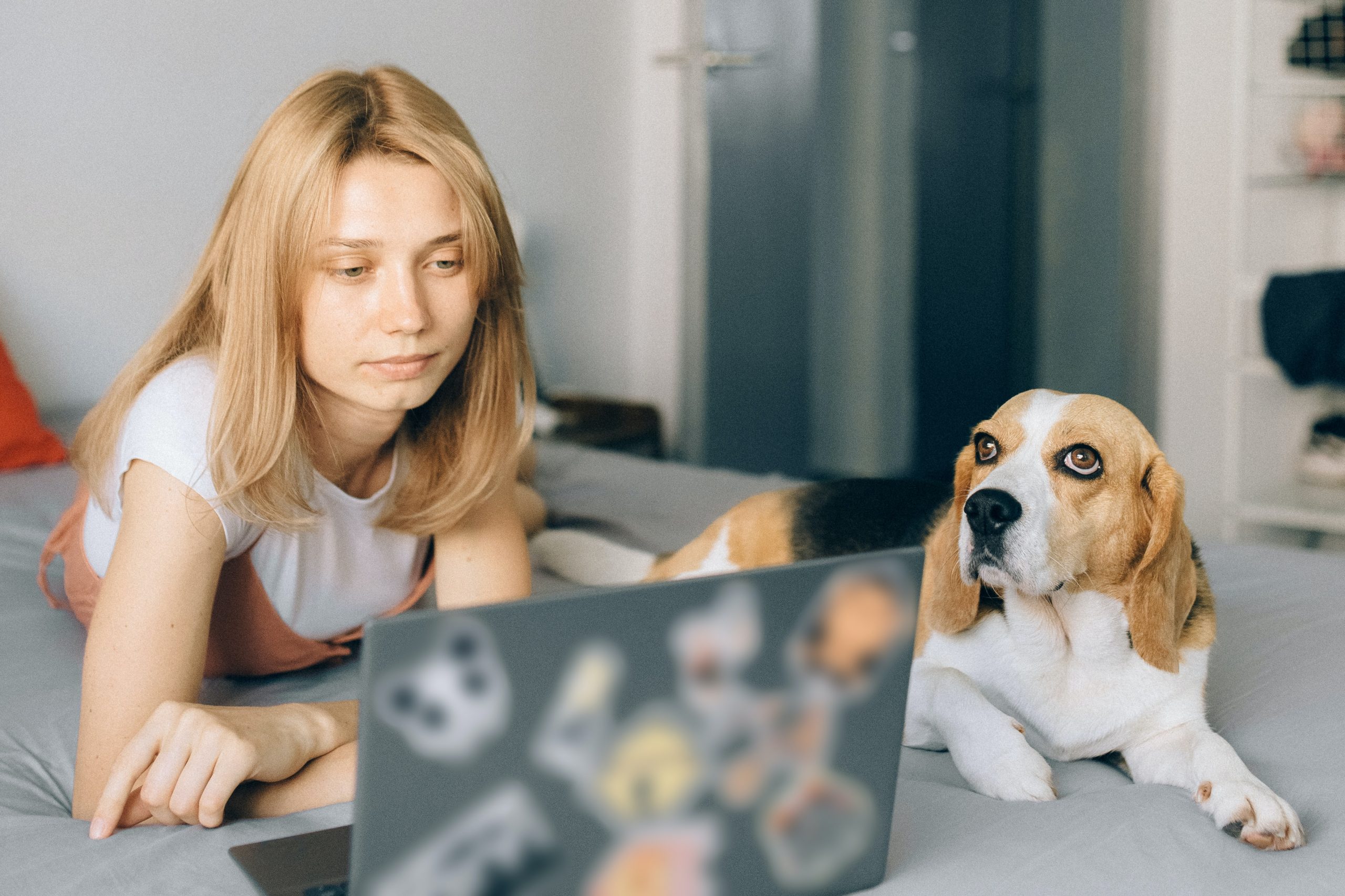 Chien à donner cause déménagement: les 5 options qui su0027offrent à