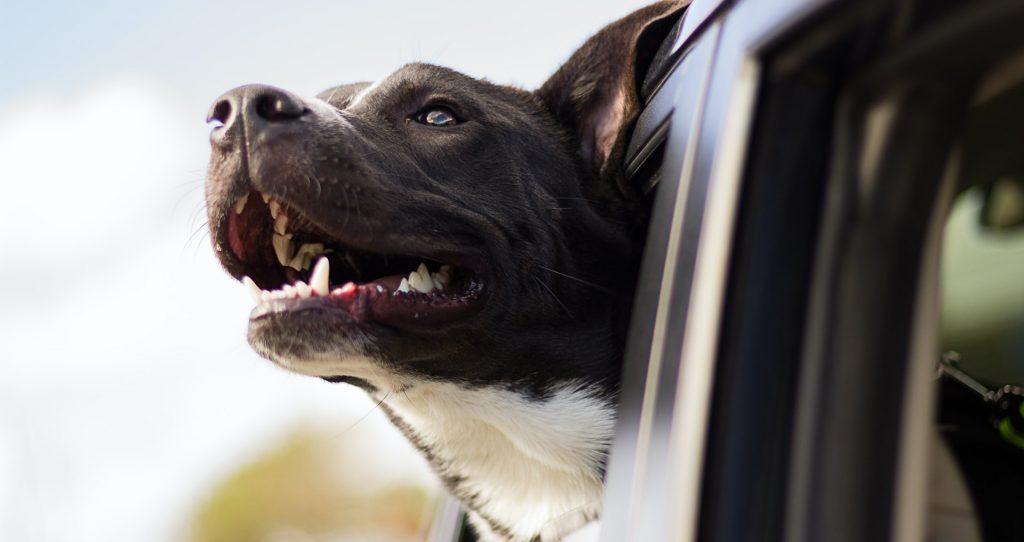 pet movers transporting a dog in the car