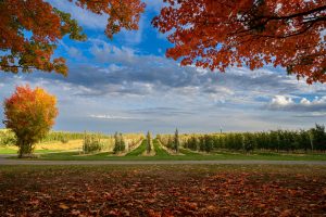 Best Aurora moving companies