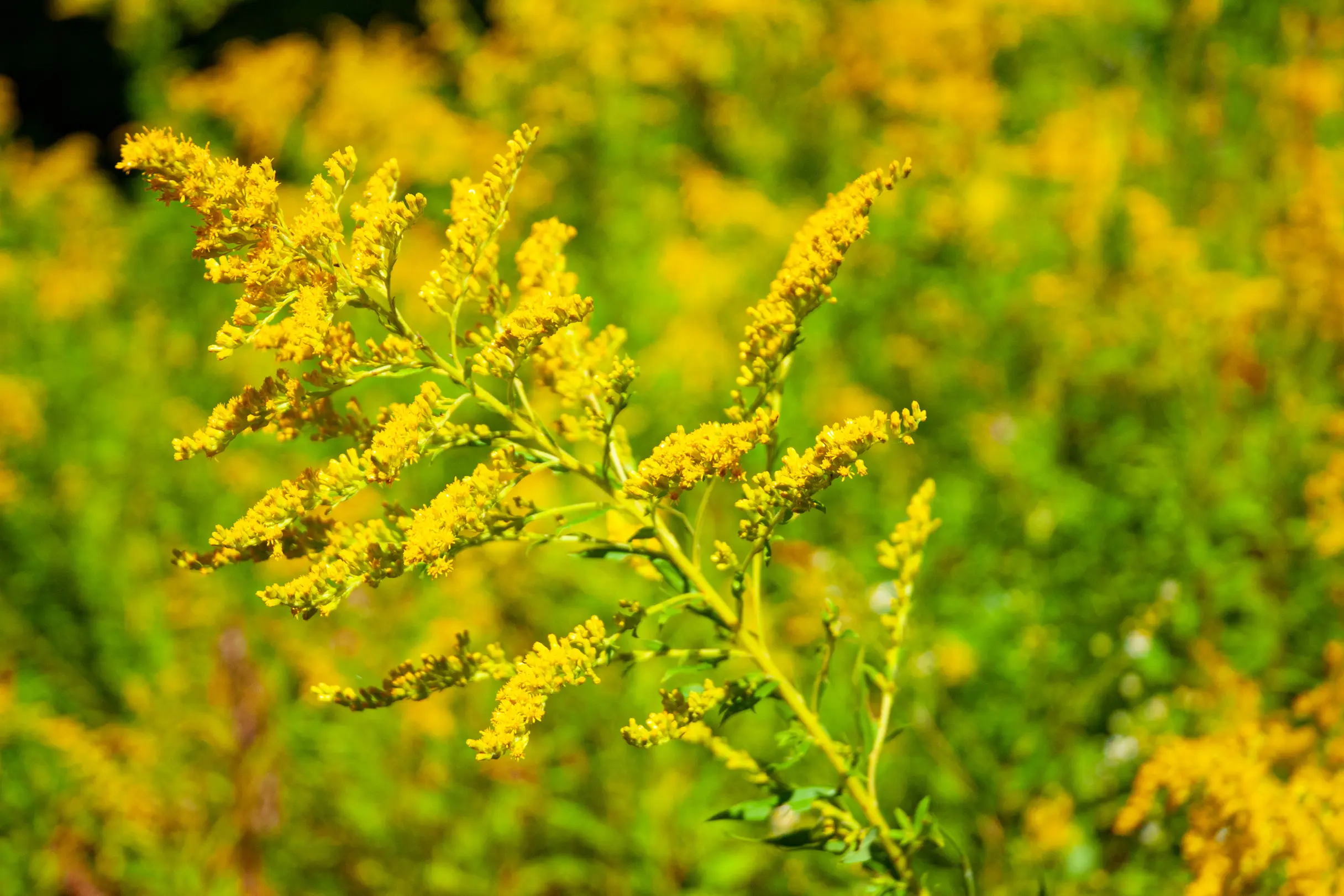 ragweed in texas