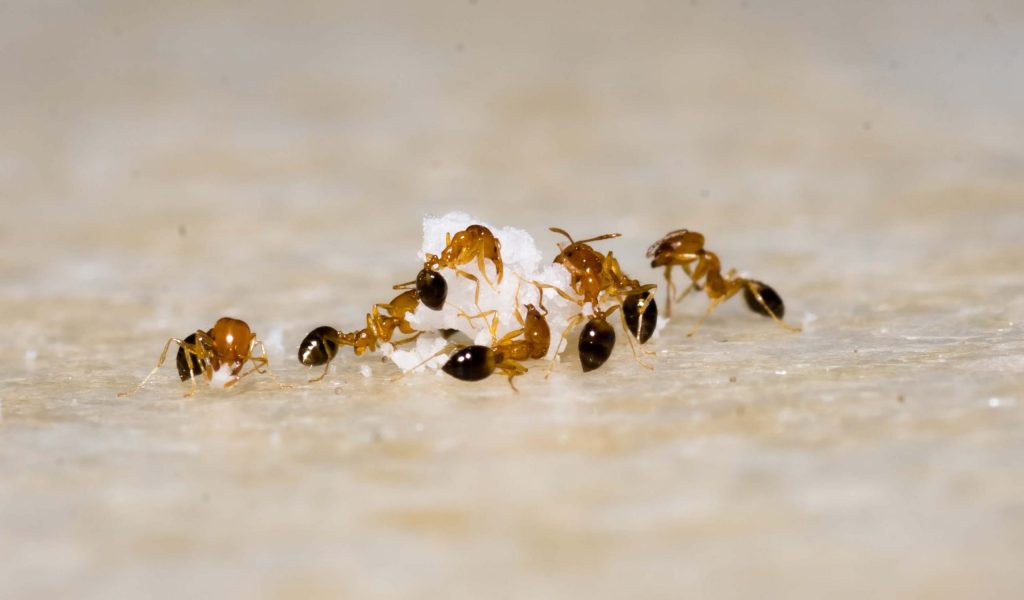 2. Utiliser des pièges à fourmis