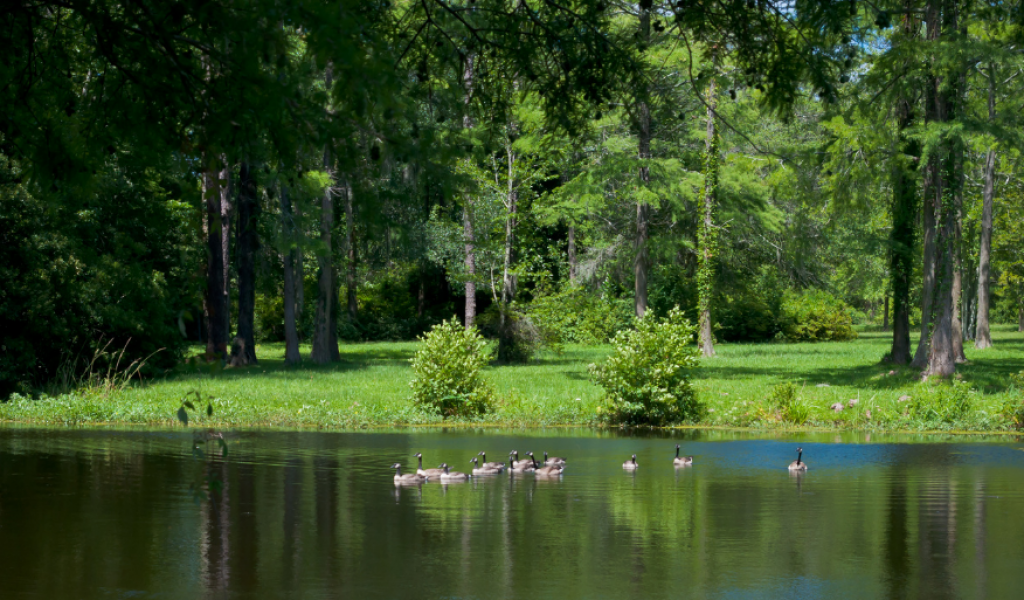 6. Vidor 6. Vidor