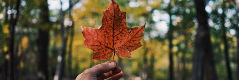 7. Maple Leaf