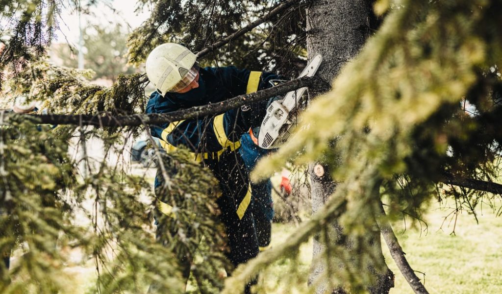 Tree cutting service Tree cutting service