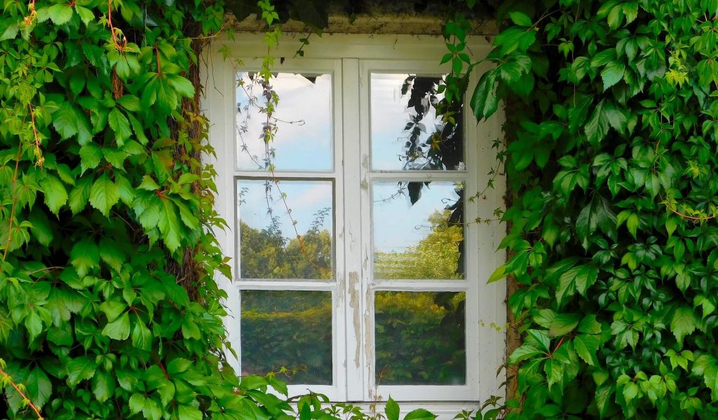 Window (1)