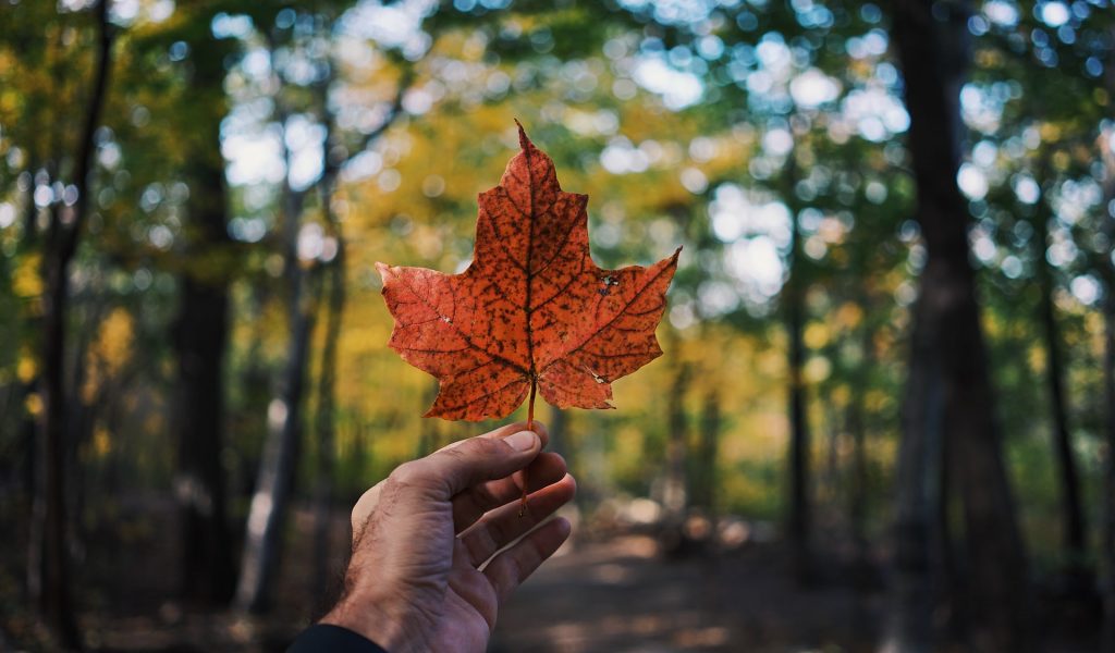 7. Maple Leaf 7. Maple Leaf