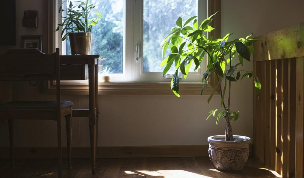 House plant
